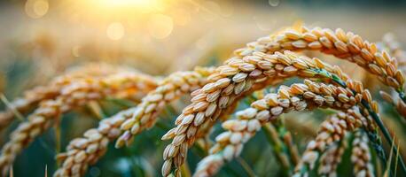 Golden rice grains swaying in the evening light. Golden rice grains sway gently in the evening light, showcasing their rich texture against a blurred background of fields. photo