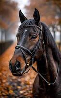 Horse amid autumn leaves. A majestic horse stands still, displaying its glossy coat amidst a backdrop of vibrant autumn leaves along a misty path. photo
