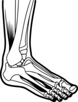A black and white drawing of a foot with bones vector