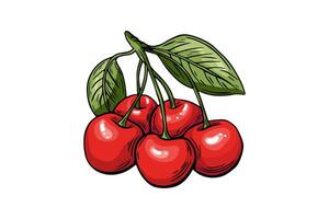 Cherry berry sketch set, engraving. color line drawing . Fruit isolated on white background vector