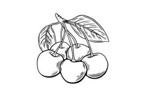 Cherry berry twig sketch, engraving. black and white line art . Fruit isolated on white background vector