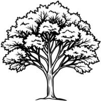 hickory tree, illustration line art vector