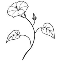 morning glory with a long branch with leaf and buds 2 big flower and 2 buds and 3 leaf, vector