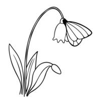 a butterfly is extracting nectar from a snowdrop flower, illustration line art vector