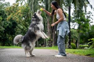A playful Siberian husky dog is jumping to get a ball, playing with its owner in a park. photo