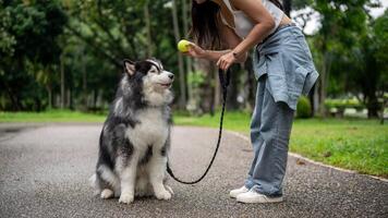A female dog owner is training her Siberian husky with a ball, teaching it to sit, wait, and obey. photo