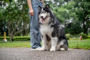 A well-trained Siberian husky dog is sitting on a street in a park, obeying its owner's commands. photo