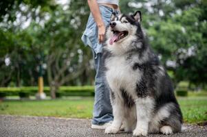 A well-trained Siberian husky dog is sitting on a street in a park, obeying its owner's commands. photo