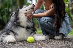 A playful Siberian husky dog lying on the street in a park and playing with a ball and its owner. photo