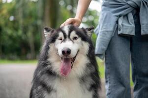 A beautiful Siberian husky dog smiles at the camera while spending time in a park with its owner. photo