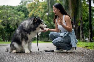A smart and cute Siberian husky giving a handshake with the owner. photo