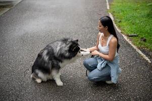 A smart and cute Siberian husky giving a handshake with the owner. photo