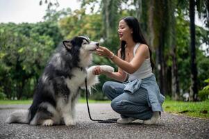 A smart and cute Siberian husky giving a handshake with the owner. photo