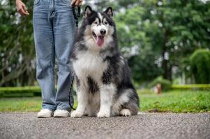 A well-trained Siberian husky dog is sitting on a street in a park, obeying its owner's commands. photo