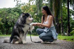 A smart and cute Siberian husky giving a handshake with the owner. photo