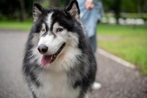 A close-up image of a gorgeous, fluffy Siberian husky dog in a park with its owner. photo