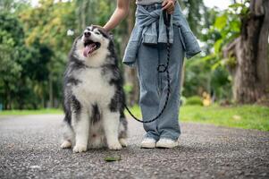 A female dog owner is training her dog while taking it for a walk in a park, teaching it to sit. photo