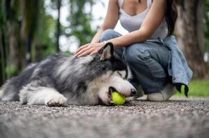 A playful Siberian husky dog lying on the street in a park and playing with a ball and its owner. photo