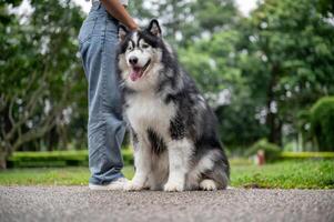 A well-trained Siberian husky dog is sitting on a street in a park, obeying its owner's commands. photo