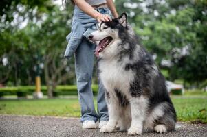 A well-trained Siberian husky dog is sitting on a street in a park, obeying its owner's commands. photo