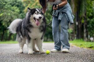 A beautiful and playful Siberian husky dog is playing fetch with its owner in a green park. photo