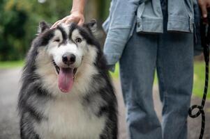 A beautiful Siberian husky dog smiles at the camera while spending time in a park with its owner. photo