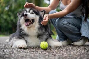 A playful Siberian husky dog lying on the street in a park and playing with a ball and its owner. photo