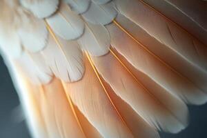 Detailed close-up of delicate bird feathers showcasing intricate patterns and colors photo
