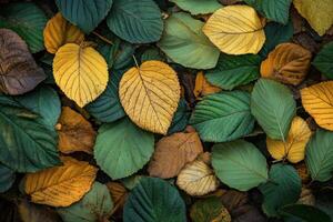 Colorful autumn leaves scattered on the ground in a tranquil forest setting photo