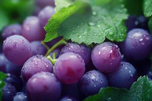 Freshly harvested grapes glistening with morning dew on a sunny vineyard in summer photo