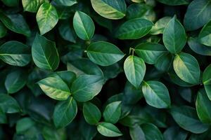 Lush green leaves from a thriving plant fill the frame in natural light photo
