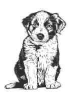 Fluffy puppy sits upright, looking directly at the viewer with innocent eyes vector