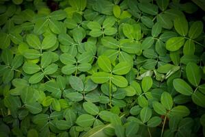 Pinto Peanut or Arachis Pintoi, aside to its uses as forage and ornamental plants, it can also be used as biomulch photo