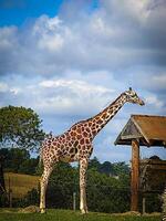 The Angolan giraffe or Giraffa angolensis or Giraffa camelopardalis angolensis or Giraffa giraffa angolensis, also known as the Namibian giraffe or smokey giraffe good for animal catalogue content photo