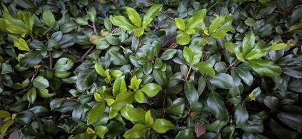 Indian hawthorn shrub with lush green leaf foliage, botanical and natural leaf theme wallpaper background photo
