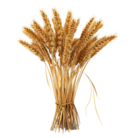 Wheat Bundle Tied with String Isolated on Transparent Background png
