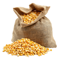 Corn Spills Out of a Sack front view isolate on transparent background png