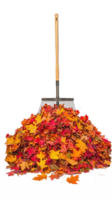 Rake and pile of colorful autumn leaves isolate on transparent background png
