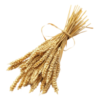 Closeup of Bunch of wheat ears isolate on transparent background png