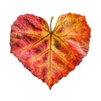 Heart shaped autumn leaf isolate on transparent background png