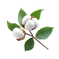 Cotton boll with leave isolate on transparent background png