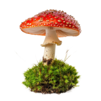 Red fly agarics in green moss front view isolate on transparent background png