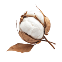 Cotton boll with leave isolate on transparent background png