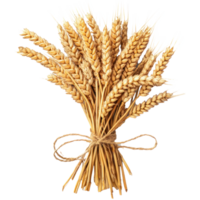 Closeup of Bunch of wheat ears top view isolate on transparent background png