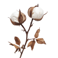 Cotton boll with leave isolate on transparent background png