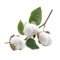 Cotton boll with leaves isolate on transparent background png