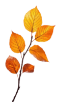 Autumn branch with only one Leaf isolate on transparent background png