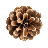 Pine cone top view isolate on transparent background png