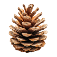 Pine cone front view isolate on transparent background png