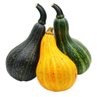Autumn Squashes isolate on transparent background png